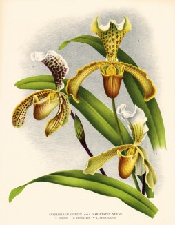 Орхидея CYPRIPEDUM INSIGNE (лат.) (лист DLXIII Lindenia Iconographie des Orchidées - обширнейшей в истории иконографии орхидей. Брюссель, 1897)