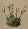 Камнеломка проломниковая (Saxifraga androsacea (лат.)) (из Atlas der Alpenflora. Дрезден. 1897 год. Том II. Лист 184)