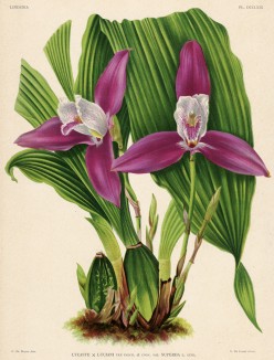 Орхидея LYCASTE x LUCIANI SUPERBA (лат.) (лист DCCLXIX Lindenia Iconographie des Orchidées - обширнейшей в истории иконографии орхидей. Брюссель, 1901)