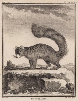 Белка (лист LVII иллюстраций к третьему тому знаменитой "Естественной истории" графа де Бюффона, изданному в Париже в 1750 году)