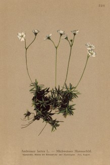 Проломник млечный (белый) (Androsace lactea (лат.)) (из Atlas der Alpenflora. Дрезден. 1897 год. Том IV. Лист 320)