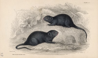 Водяные крыски (Arvicola amphibius (лат.)) (лист 28 тома VII "Библиотеки натуралиста" Вильяма Жардина, изданного в Эдинбурге в 1838 году)