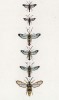 Шесть бабочек рода Sesia (лат.) (лист 53)