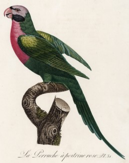 Розовобрюхий попугайчик (лист 31 иллюстраций к первому тому Histoire naturelle des perroquets Франсуа Левальяна. Изображения попугаев из этой работы считаются одними из красивейших в истории. Париж. 1801 год)
