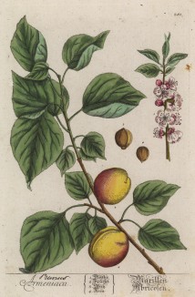 Абрикос (Prunus armeniaca (лат.)) -- «армянская слива». Родиной абрикоса считается Китай, где он встречается в диком виде. В Европу он пришел из Армении (лист 281 "Гербария" Элизабет Блеквелл, изданного в Нюрнберге в 1757 году)