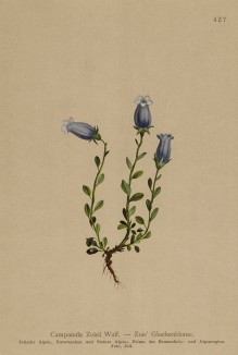 Колокольчик Зойса (Campanula Zoysii (лат.)) (из Atlas der Alpenflora. Дрезден. 1897 год. Том V. Лист 427)