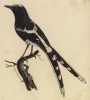 Дрозд (лист из альбома литографий "Галерея птиц... королевского сада", изданного в Париже в 1822 году)