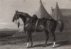 Роналд - любимый боевой конь английского генерала Джеймса Томаса Браднелла, лорда Кардигана. Лондон, 1856
