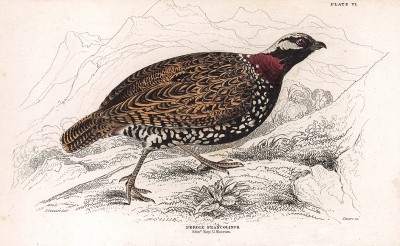 Турач (лат. Perdix Francolinus). Вильям Жардин, "Библиотека натуралиста". Эдинбург, 1840