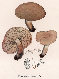 Рядовка, или леписта фиалковая, Tricholoma irinum Fr. (лат.), съедобный гриб. Дж.Бресадола, Funghi mangerecci e velenosi, т.I, л.44. Тренто, 1933