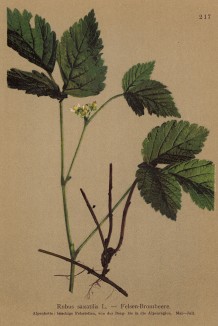Цветущая костяника -- медонос (Rubus saxatilis (лат.)) (из Atlas der Alpenflora. Дрезден. 1897 год. Том III. Лист 217)