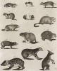 Двенадцать грызунов. Encyclopaedia Britannica, л.CCCXVII. Лондон, 1795