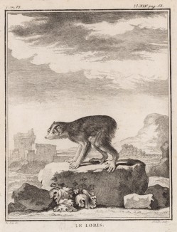 Лори (лист XIV иллюстраций к шестому тому знаменитой "Естественной истории" графа де Бюффона, изданному в Париже в 1756 году)