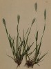 Трищетинник колосистый (Trisetum spicatum (лат. )) (из Atlas der Alpenflora. Дрезден. 1897 год. Том I. Лист 21)