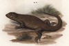 Африканская ящерица Zonorus griseus (лат.) (из Naturgeschichte der Amphibien in ihren Sämmtlichen hauptformen. Вена. 1864 год)