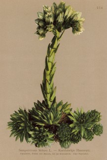 Молодило отпрысковое ( Sempervivum hirtum (лат.)), на Руси его также называли неувядалка (из Atlas der Alpenflora. Дрезден. 1897 год. Том III. Лист 214)