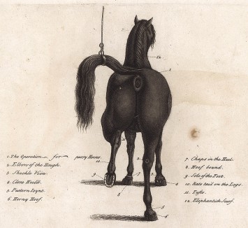 Места на теле лошади, которые необходимо регулярно осматривать на наличие поражений и заболеваний. Часть 6. Лондон, 1758