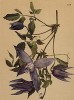 Княжик (клематис) альпийский (Clematis alpina (лат.)) (из Atlas der Alpenflora. Дрезден. 1897 год. Том II. Лист 128)