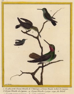 Три колибри (из Table des Planches Enluminées d'Histoire Naturelle de M. D'Aubenton (фр.). Утрехт. 1783 год (лист 276))