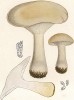Говорушка дымчатая или серая, Clitocube nebularis Batsch (лат.), съедобный, но не очень вкусный гриб. Дж.Бресадола, Funghi mangerecci e velenosi, т.I, л.52. Тренто, 1933