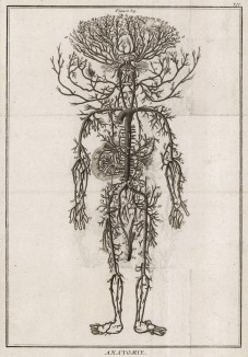 Анатомия. Артерии по Драку. (Ивердонская энциклопедия. Том I. Швейцария, 1775 год)