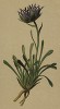 Кольник спутанный (Phyteuma confusum (лат.)) (из Atlas der Alpenflora. Дрезден. 1897 год. Том V. Лист 434)