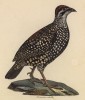 Турач жемчужный (лист из альбома литографий "Галерея птиц... королевского сада", изданного в Париже в 1825 году)