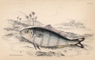 Рыба-лоцман (Naucrates Indicus (лат.)) (лист 2 тома XXVIII "Библиотеки натуралиста" Вильяма Жардина, изданного в Эдинбурге в 1843 году)