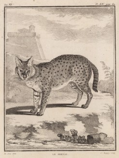 Сервал (лист XV иллюстраций к шестому тому знаменитой "Естественной истории" графа де Бюффона, изданному в Париже в 1756 году)