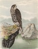 Кречет Falco candicans (лат.), обитающий в Исландии, в 1/3 натуральной величины (одна из самых ценных ловчих птиц) (лист XVIII красивой работы Оскара фон Ризенталя "Хищные птицы Германии...", изданной в Касселе в 1894 году)