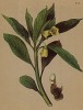 Скополия карниолийская (Scopolia carniolica (лат.)) (из Atlas der Alpenflora. Дрезден. 1897 год. Том IV. Лист 366)