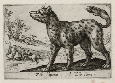 Гиена (лист из альбома Nova raccolta de li animali piu curiosi del mondo disegnati et intagliati da Antonio Tempesta... Рим. 1651 год)