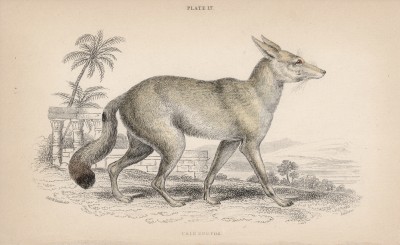 Бледная лисица (Cynalopex pallidus (лат.)) (лист 17 тома IV "Библиотеки натуралиста" Вильяма Жардина, изданного в Эдинбурге в 1839 году)