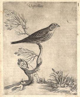Канареечный вьюрок. Verzellino (ит.). Из первого (1622 г.) издания работы итальянского натуралиста Джованни Пьетро Олины (1585-1645) Uccelliera overo discorso della natura, e proprieta di diversi uccelli, e in particolare di que' che cantano… 