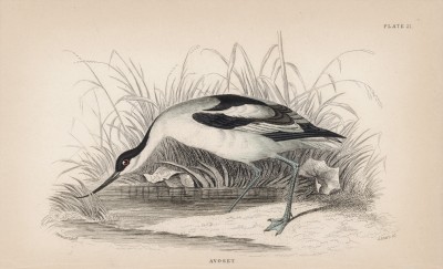 Шилоклювка (Recurvirostra avocetta (лат.)) (лист 19 тома XXVI "Библиотеки натуралиста" Вильяма Жардина, изданного в Эдинбурге в 1842 году)