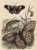 Бабочки брассолида и сатурния павония (иллюстрация к работе Ахилла Конта Musée d'histoire naturelle, изданной в Париже в 1854 году)