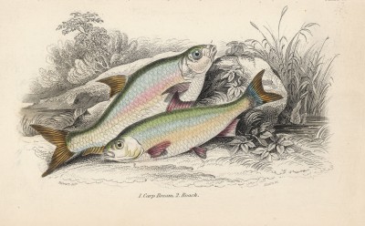 1. Лещ 2. Плотва (1. Carp Bream 2. Roach (англ.)) (лист 26 XXXII тома "Библиотеки натуралиста" Вильяма Жардина, изданного в Эдинбурге в 1843 году)