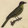 Тиморская фиговая иволга (лист из альбома литографий "Галерея птиц... королевского сада", изданного в Париже в 1825 году)