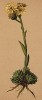 Молодило Брауна (Sempervivum Brauni Funk. (лат.)) (из Atlas der Alpenflora. Дрезден. 1897 год. Том III. Лист 212)