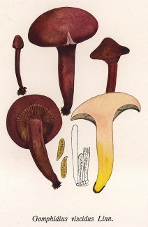 Мокруха пурпуровая, Gomphidius viscidus Linn. (лат.). Дж.Бресадола, Funghi mangerecci e velenosi, т.II, л.147. Тренто, 1933