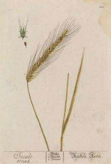 Рожь посевная (Secale cereale (лат.)) — популярная злаковая культура (лист 424 "Гербария" Элизабет Блеквелл, изданного в Нюрнберге в 1760 году)