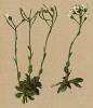 Арабис низкорослый (Arabis pumila Jacq. (лат.)) (из Atlas der Alpenflora. Дрезден. 1897 год. Том II. Лист 168)