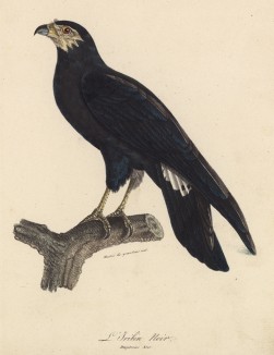 Каракара чёрная (Daptrius ater (лат.)) (лист из альбома литографий "Галерея птиц... королевского сада", изданного в Париже в 1822 году)