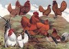 Петухи и куры различных пород со всех концов света. The New Book of Poultry. Лондон, 1902