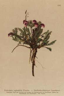 Мытник папоротниколистный (Pedicularis asplenifolia (лат.)) (из Atlas der Alpenflora. Дрезден. 1897 год. Том IV. Лист 391)