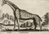 Жираф (лист из альбома Nova raccolta de li animali piu curiosi del mondo disegnati et intagliati da Antonio Tempesta... Рим. 1651 год)