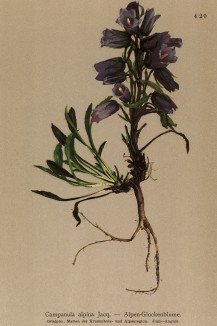 Колокольчик альпийский (Campanula alpina (лат.)) (из Atlas der Alpenflora. Дрезден. 1897 год. Том V. Лист 420)
