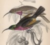 Нектарница сенегальская (Nectarinia senegalensis (лат.)) (лист 11 тома XVI "Библиотеки натуралиста" Вильяма Жардина, изданного в Эдинбурге в 1843 году)