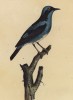 Славка синяя (лист из альбома литографий "Галерея птиц... королевского сада", изданного в Париже в 1825 году)
