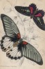 Бабочки-совы (1. Papilio Memnon 2. Papilio Aeneas (лат.)) (лист 2 XXXVI тома "Библиотеки натуралиста" Вильяма Жардина, изданного в Эдинбурге в 1837 году)